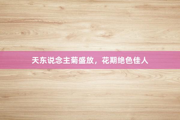 天东说念主菊盛放，花期绝色佳人